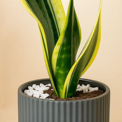 Snake & Dieffenbachia in Two Grey Planters