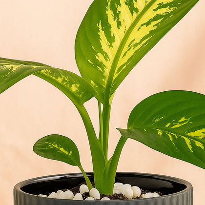 Snake & Dieffenbachia in Two Grey Planters