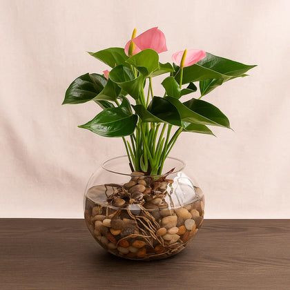  Stunning Pink Anthurium Bowl