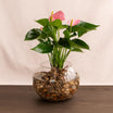  Stunning Pink Anthurium Bowl