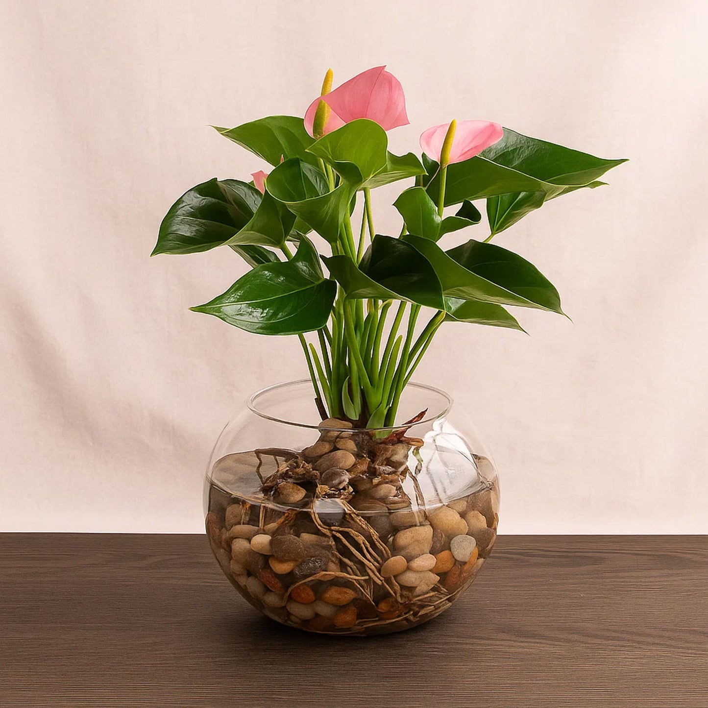  Stunning Pink Anthurium Bowl