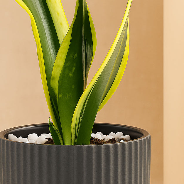 Serene Snake Plant in Grey Ceramic Pot