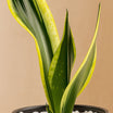 Serene Snake Plant in Grey Ceramic Pot