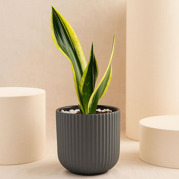Serene Snake Plant in Grey Ceramic Pot