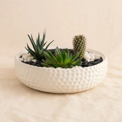 Mini Cactus & Succulent Planter