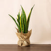 Snake Plant In Jute Wrap 