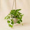 Hanging Epipremnum Aureum Plant Pot
