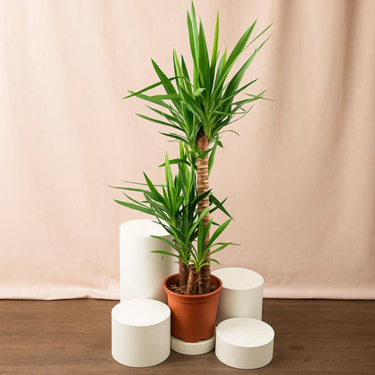 Tall Yucca Plant Pot