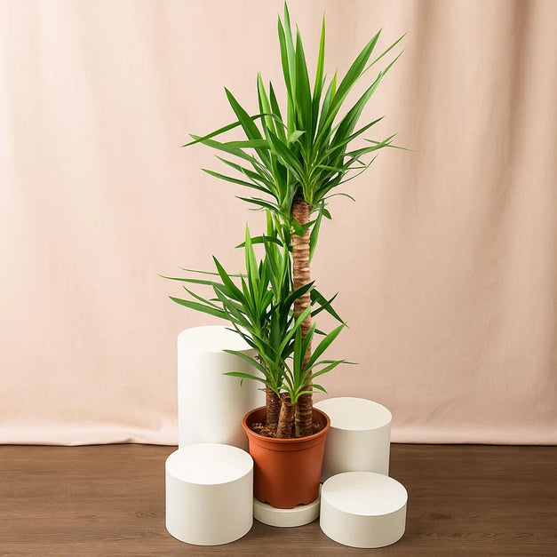 Tall Yucca Plant Pot