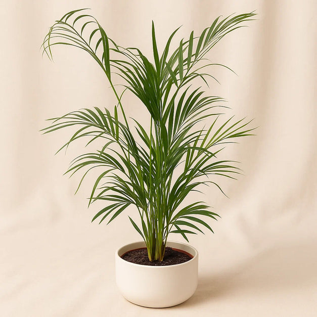 Arica Plant White Pot