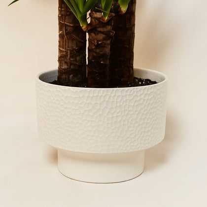 Yucca Plant in Ceramic Pot
