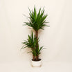 Yucca Plant in Ceramic Pot