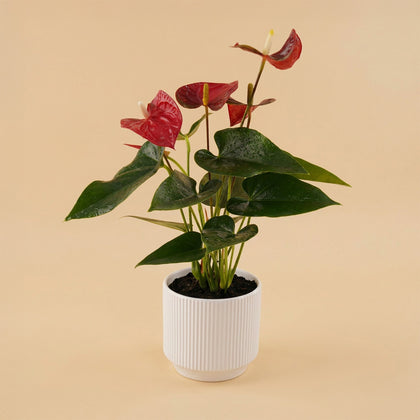 Red Anthurium | Black & White Ceramic Pot