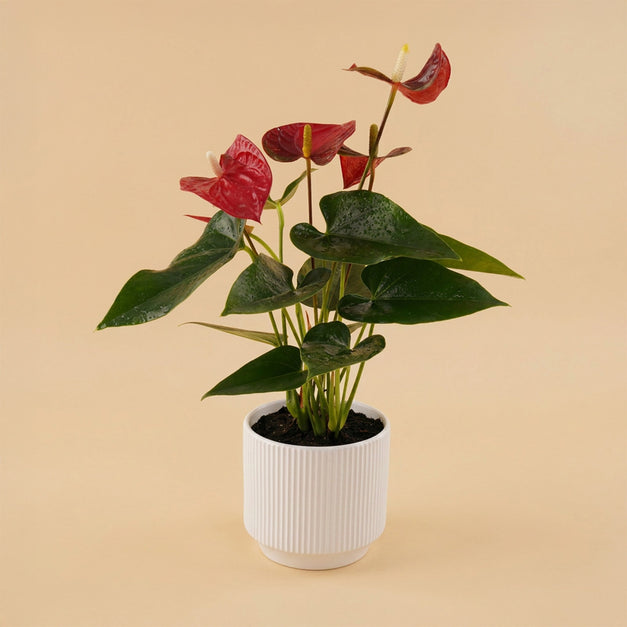 Red Anthurium | Black & White Ceramic Pot