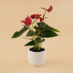 Red Anthurium | Black & White Ceramic Pot