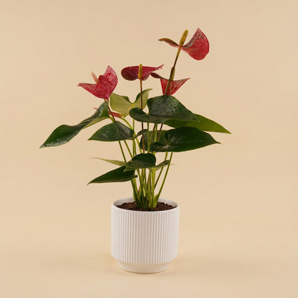 Red Anthurium | Black & White Ceramic Pot