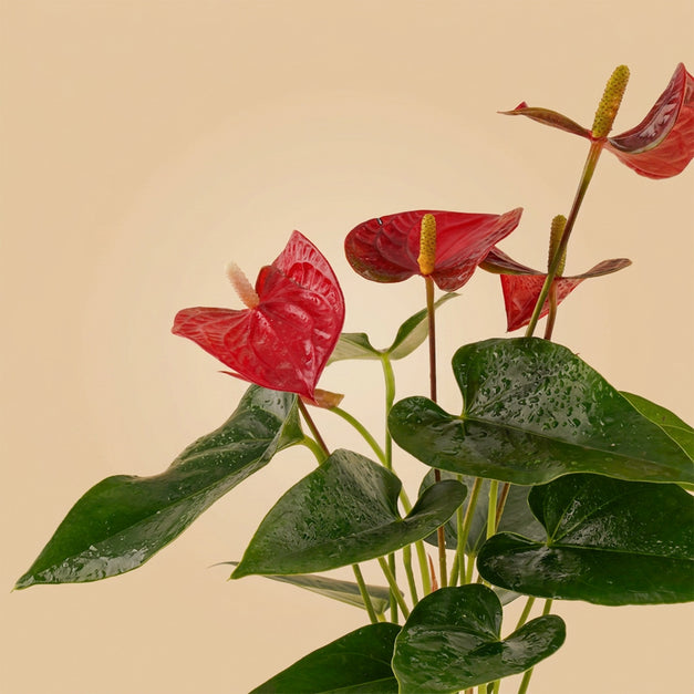Red Anthurium | Black & White Ceramic Pot