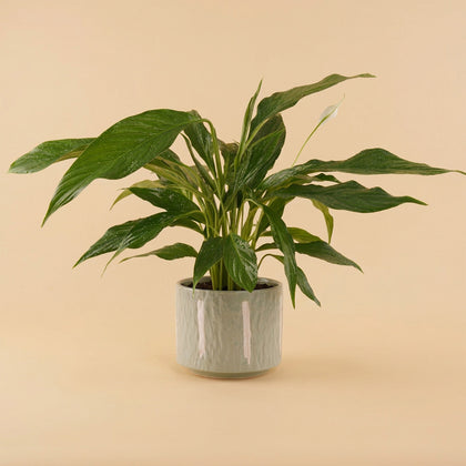 Peace Lily Ceramic Pot