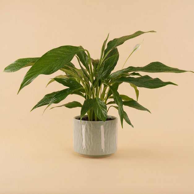 Peace Lily Ceramic Pot