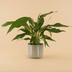 Peace Lily Ceramic Pot