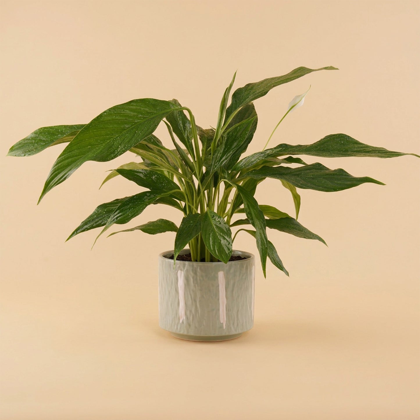 Peace Lily Ceramic Pot