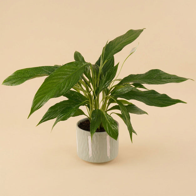 Peace Lily Ceramic Pot
