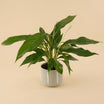 Peace Lily Ceramic Pot