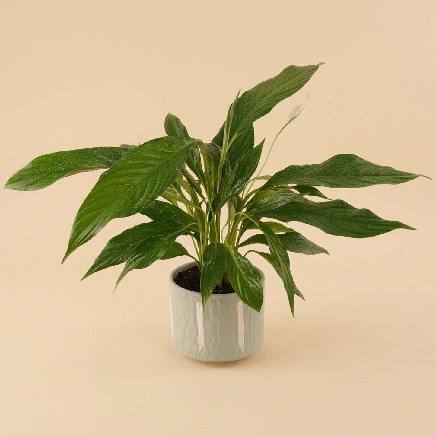 Peace Lily Ceramic Pot