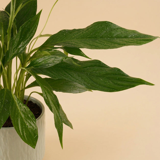 Peace Lily Ceramic Pot