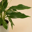 Peace Lily Ceramic Pot