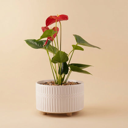 Pink Anthurium | Black & White Ceramic Pot