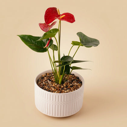 Pink Anthurium | Black & White Ceramic Pot
