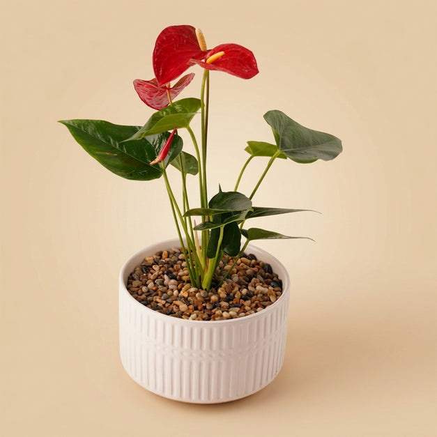 Pink Anthurium | Black & White Ceramic Pot