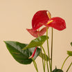 Pink Anthurium | Black & White Ceramic Pot