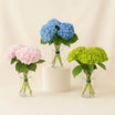 Trio of Blooming Hydrangeas