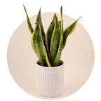 Plants